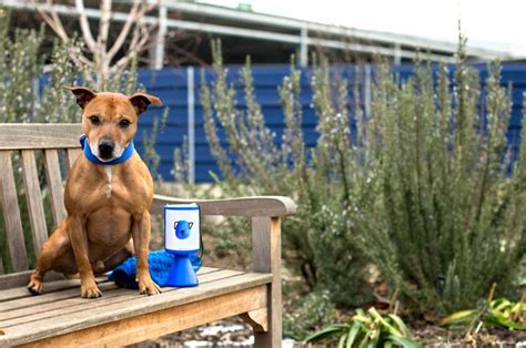 battersea dogs home donation